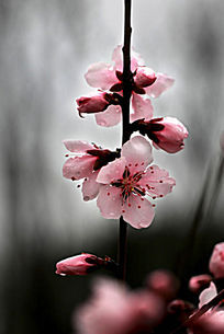 ����ӣ��