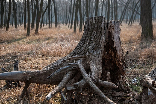 �ɿ�����