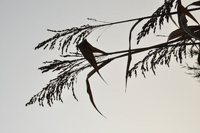 ����ũ����