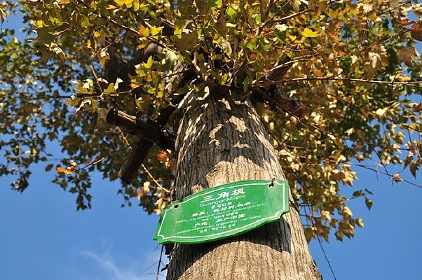 ���Ƿ���