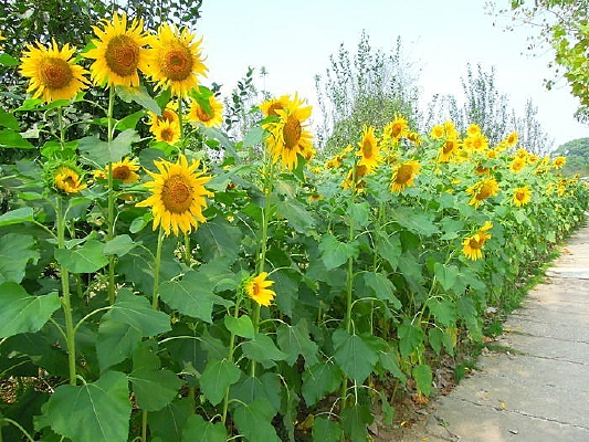 ��Ƭ���տ�