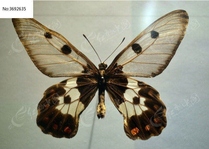 ����͸�̻����ͼƬ