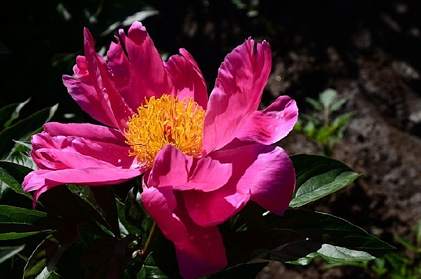 ��ɫ����ҩ��