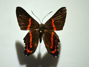 ����ƽ�̵�