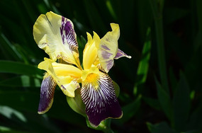 ��ɫ���β��