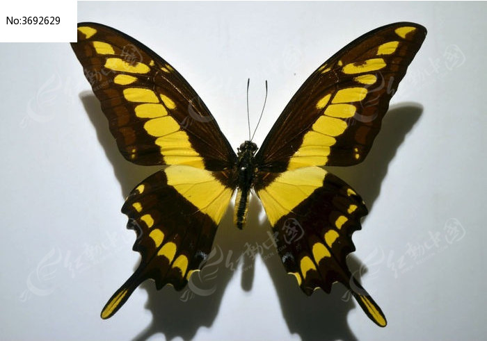 �����õ�������ͼƬ