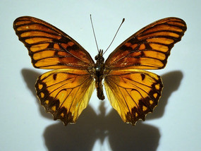 �����׶��۵�