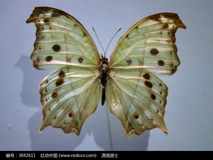 �����Ʒ۰ߵ�ͼƬ