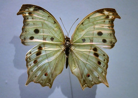 �����Ʒ۰ߵ�