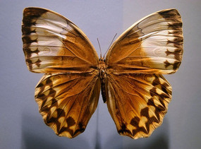 ���������۵�