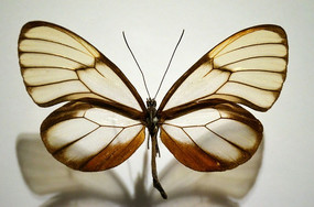 ͸�����ΰߵ�