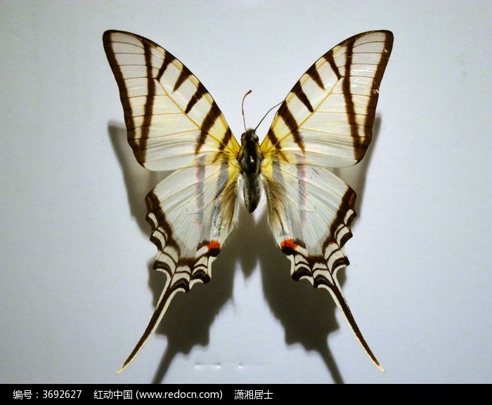 ���԰��Ʋʵ�������ͼƬ