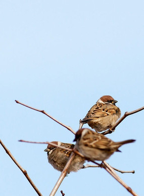 �������ȸ