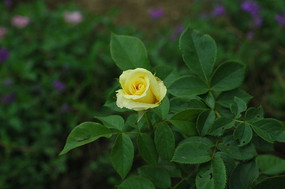 ����õ�廨