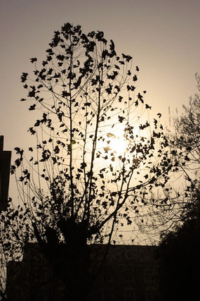 ���������ƻ�