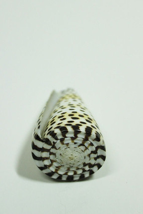 ���Ʊ���