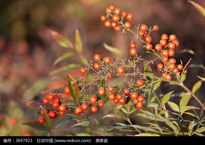 红豆图片(大红豆图片)