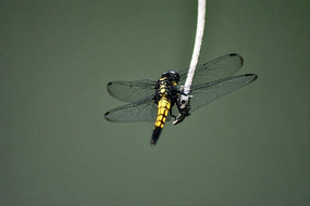 �ڻ�ɫ������