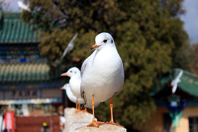 ������Ÿ