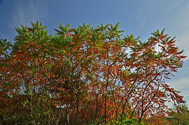 ��������ֲ��