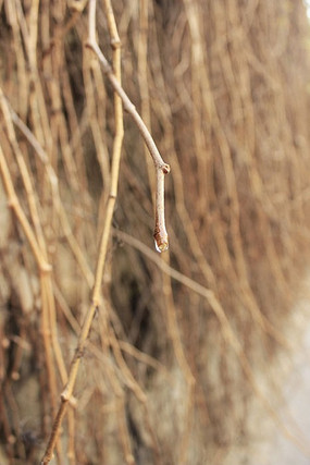 ��ή������