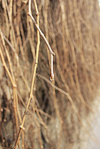 ��ή������