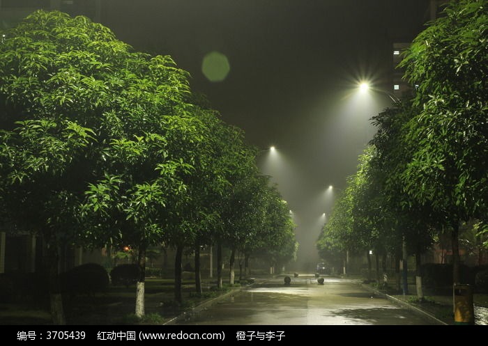 夜晚路上的路燈的光束和樹木