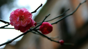 ÷������