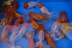 ���ֽ���