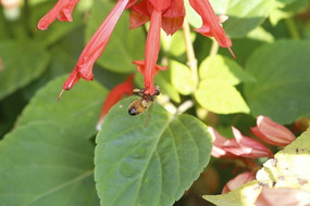 ���װ���