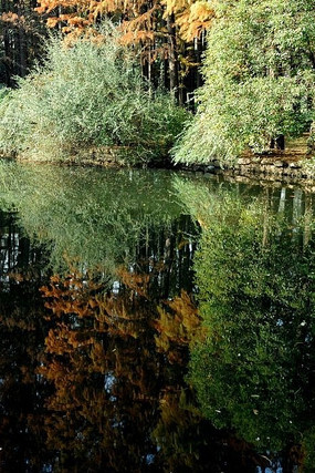 ��ɫֲ���ľ��