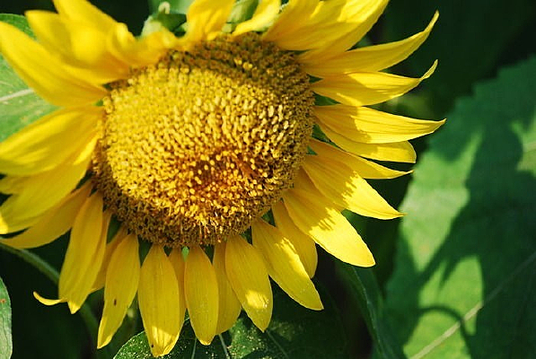 һ��Ƭ���տ�