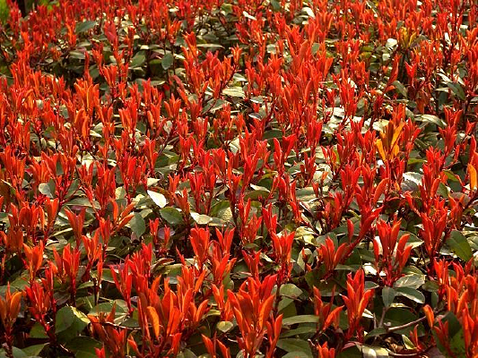 ��Ҷ����