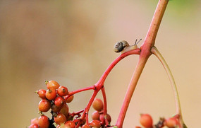 ��������ţ