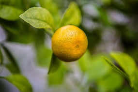 һ������