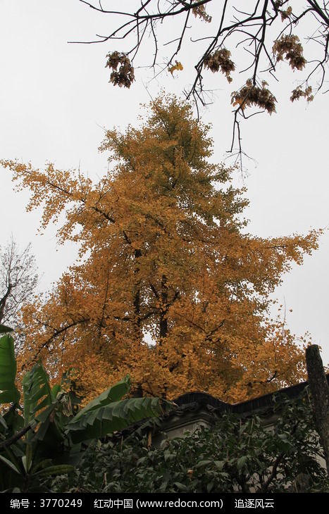 piaoliangdeyinxingshu_3770249.jpg