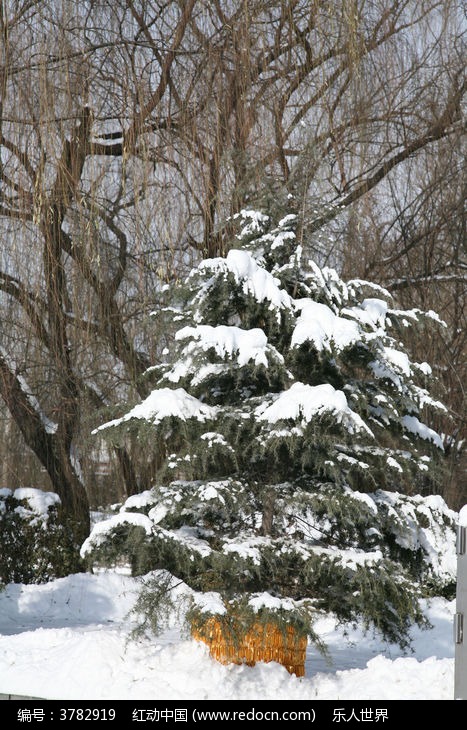 冬天下雪後的樹高清圖片下載_紅動中國