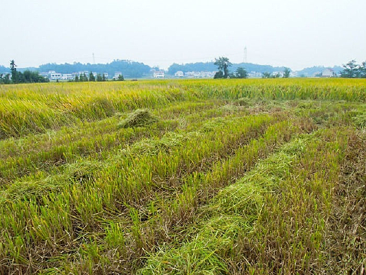 ���ɫ����