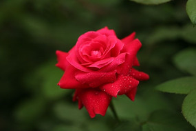 ��¶���õ��