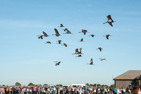 �ŷ�����