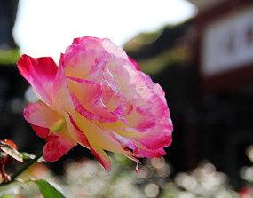 Ư���ķ�ɫõ�廨