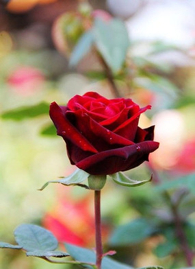 ��õ���Ҷ��