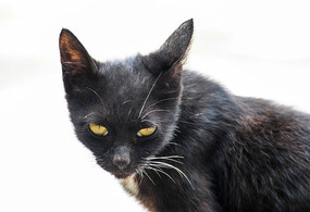 ���۾���è