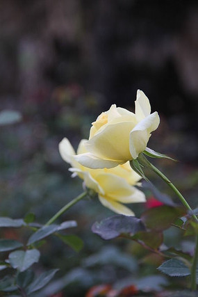 ��ɫõ�廨��