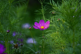 ��ɣ��ʢ��