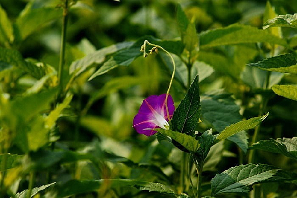 ��ɫ����