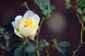 ����õ��