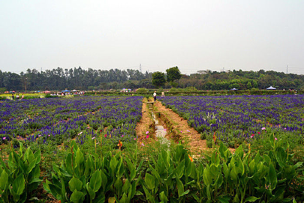 �����滭��