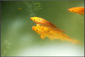 ���ɫ������