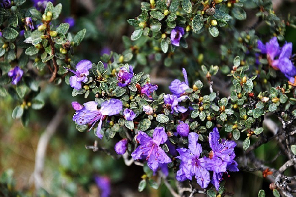 ����Ұ��